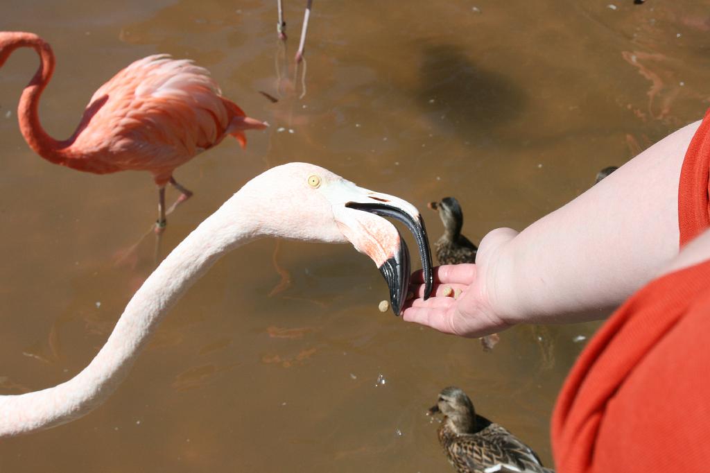 20081018 san diego 031.jpg - Sea World San Diego - Anyone can feed the flamingos